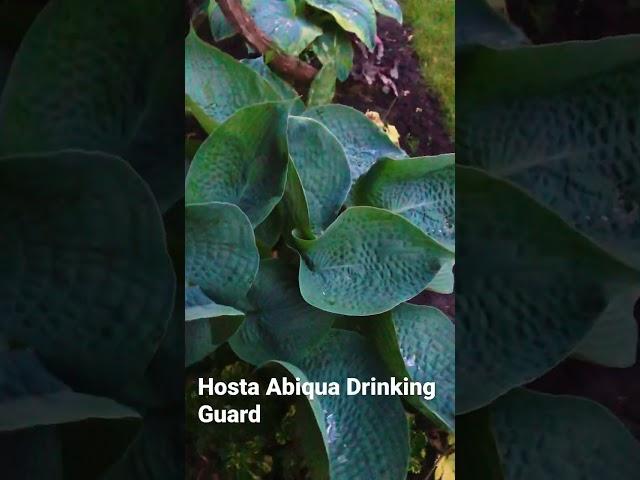 Hosta Abiqua Drinking Guard #hosta # Abiquadrinkingguard 31.05.2023