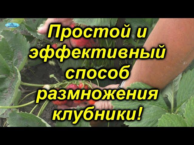 Три способа размножения клубники - какой из них лучше и проще?