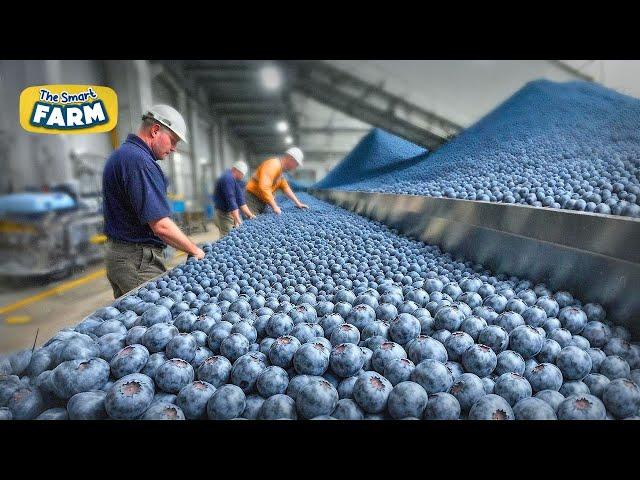 Blueberries MEGA FACTORY: Processing Thousands of Blueberries with AI