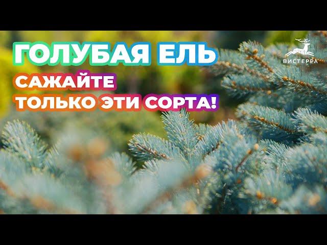 ГОЛУБАЯ ЕЛЬ НА УЧАСТКЕ ВИДЫ И СОРТА | КАКУЮ ЕЛЬ ПОСАДИТЬ?