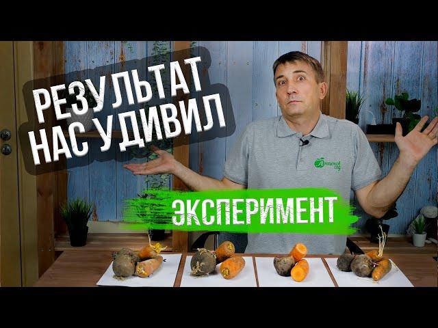 Как хранить морковь и свеклу?! Итоги эксперимента!