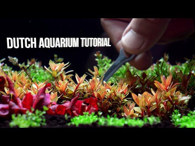 Dutch Aquarium Tutorial - Step By Step Planted Aquarium