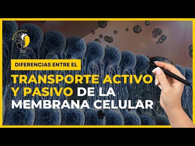 TRANSPORTE ACTIVO y PASIVO de la membrana celular   