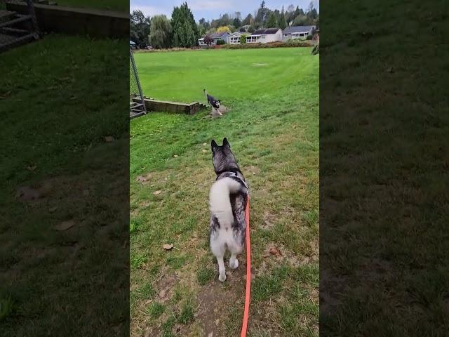 Husky Knew He Was Waiting For Her!  #youtubeshorts #shorts #huskies