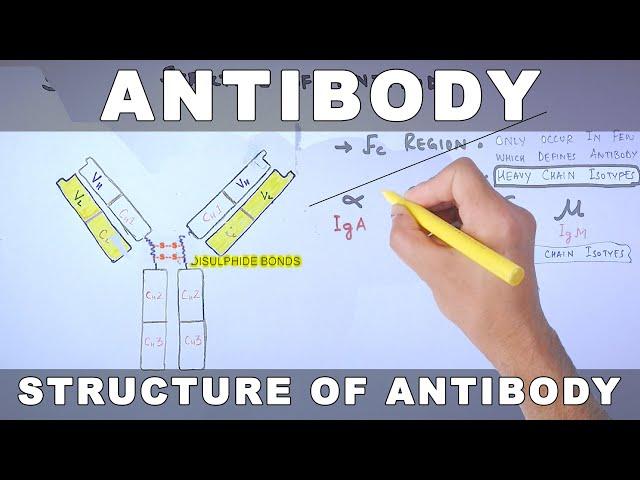 Antibody