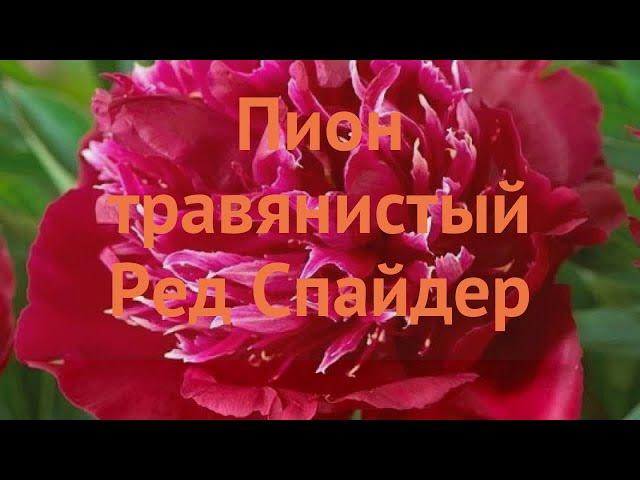 Пион травянистый Ред Спайдер (paeonia red-spayder)  обзор: как сажать, луковицы пиона Ред Спайдер