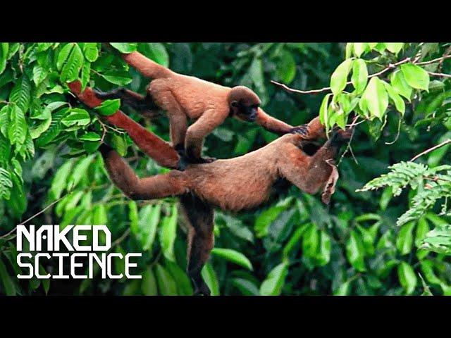 The Most Endearing Primates On The Planet | Monkey World