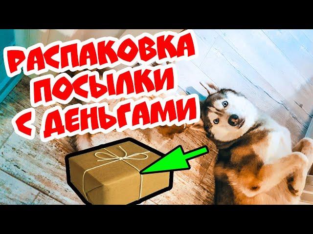 DOGVLOG: ХАСКИ ПОЛУЧИЛ ПОСЫЛКУ С ДЕНЬГАМИ! Выполняю ЗАДАНИЯ ПОДПИСЧИКОВ. Говорящая собака