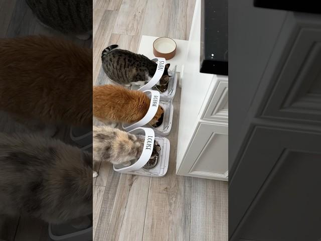 Louise and Robbie, plus Sven. #catmom #catmomlife #talkingcat #meows #catmeow #catlover