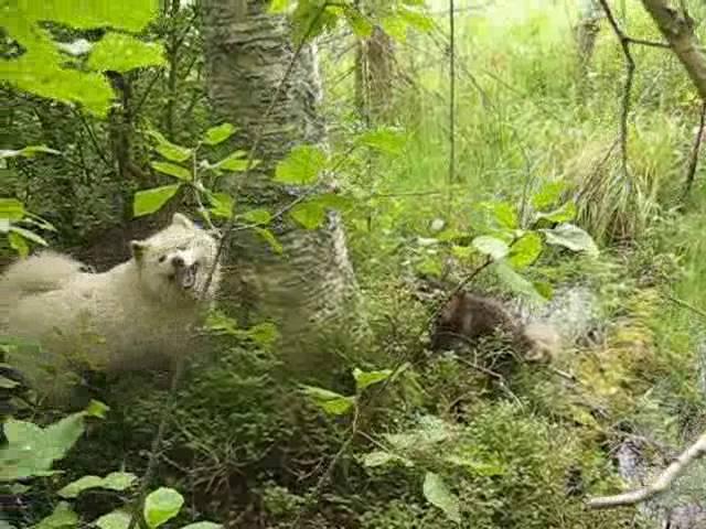 Самоед и енот