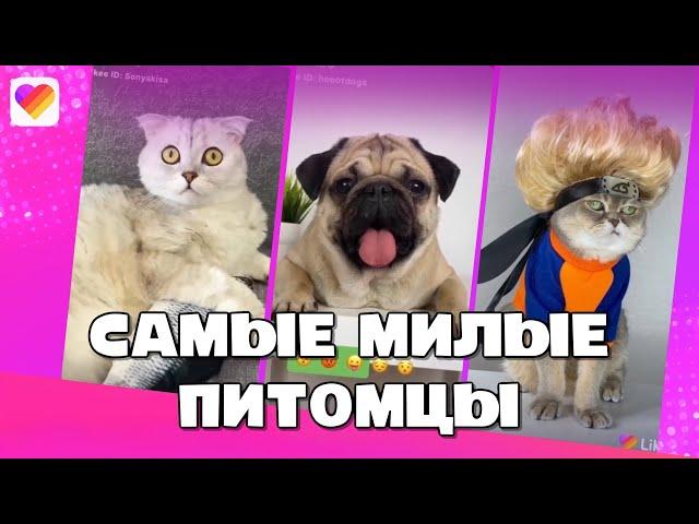 Самые милые питомцы из Лайки | LIKEE APP | 2022