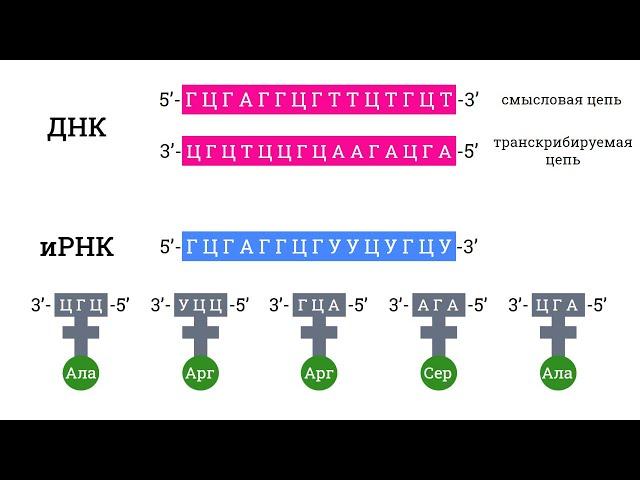 Биосинтез белка: штрих концы, антипараллельность - 27 задача