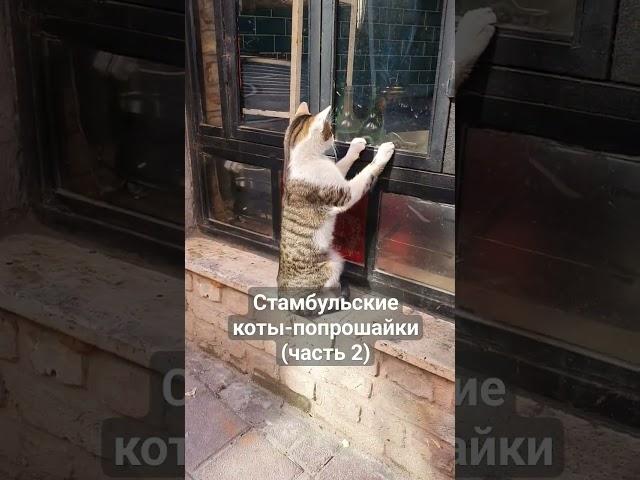 Н-наглость #shortsyoutube #shorts #шортс #istambul #стамбул #pets #котики #cats #catshorts