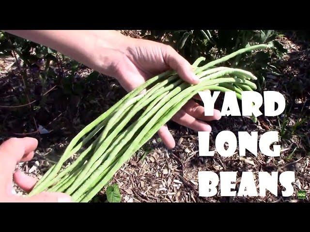 Yard Long Beans From Planting Seeds to Harvest. AKA Asparagus Beans.