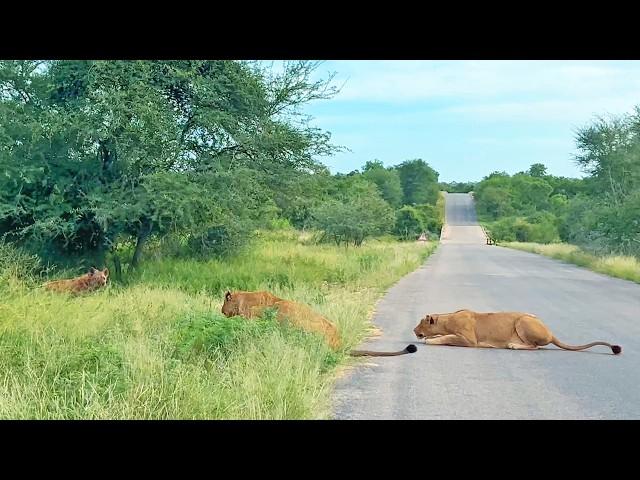 Old Hyena Gives Itself Up to The Lions