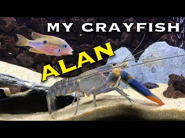 Australian Red Clawed Crayfish - Alan