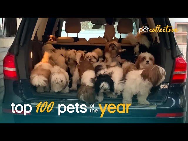 Top 100 Best Pets of the Year (2021) | The Pet Collective | Funny Animal Videos