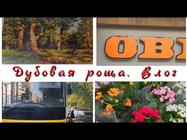 278 #Три дня с вышивкой/Дубовая роща/Лука-С/Влог/Попала в аварию/OBI/Горшки для орхидей