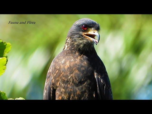 SNAIL KITE close (Rostrhamus sociabilis), HAWK of aquatic niches and swamps, Gavião-caramujeiro,