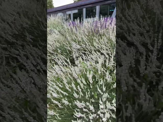 Lovely Lavender in Vienna #lavandula #lavender #worldtravel #youtubeshorts