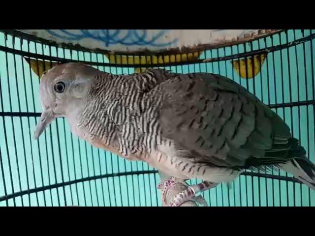 PERKUTUT BANGKOK SUARA SENGGANG USIA 3 BULAN PRODUK SILWAK BIRD FARM