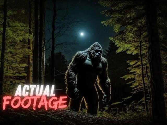 Caught in the Trees  5 Disturbing Bigfoot Sightings