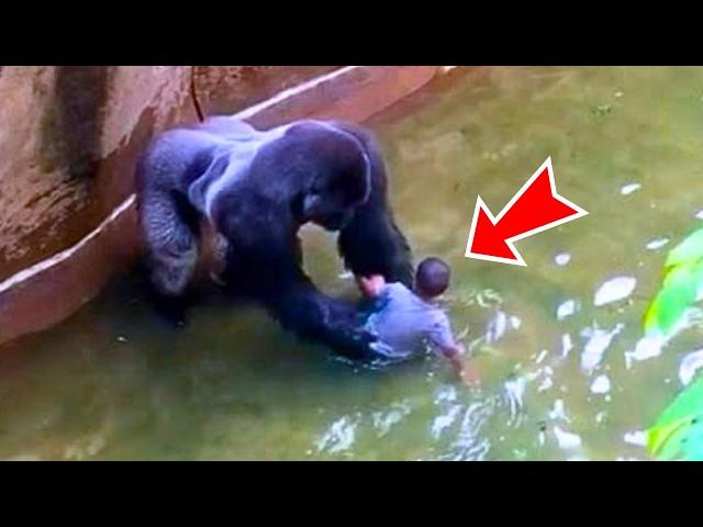 A Child Fell Into The Gorilla Enclosure, Then The Gorillas Did Something Incredible