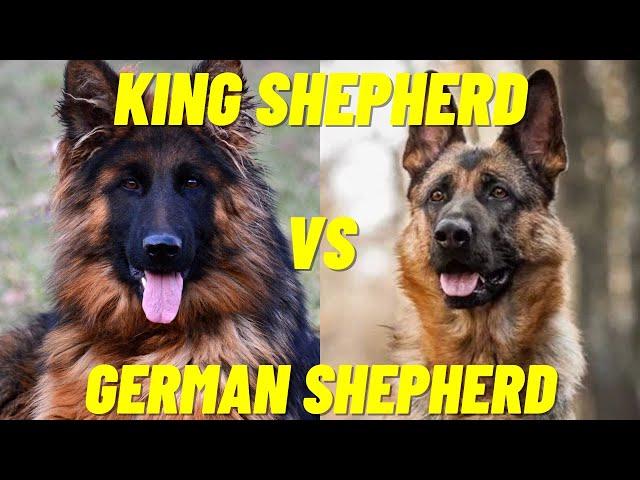 King Shepherd Vs German Shepherd - Difference between the two dog breeds