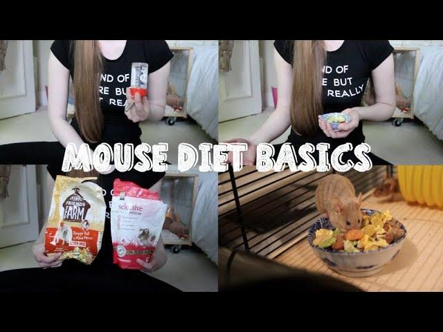 MOUSE DIET BASICS