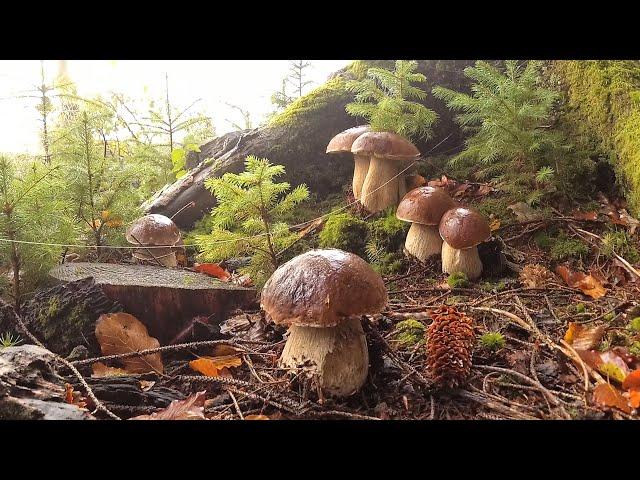 Mushroom tale - about wonderful porcini mushrooms!