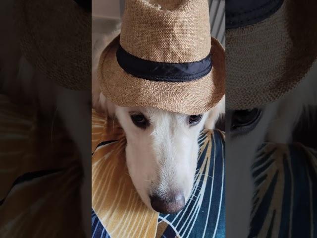 Corby as cowboy #corby #retreiver #dog #labrador #goldenboycorby #pets #petlover