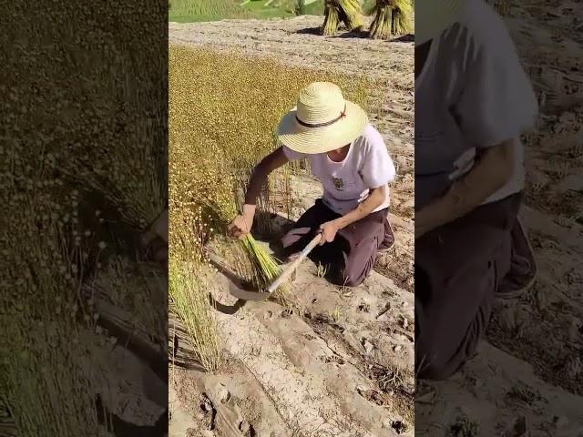 Benne harvesting process- Good tools and machinery can increase work efficiency