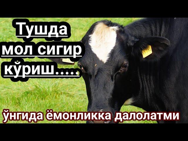 Тушда мол кўрсангиз ўнгингизга нималарга далолат? Tushda mol sigir koʻrish tush tabiri