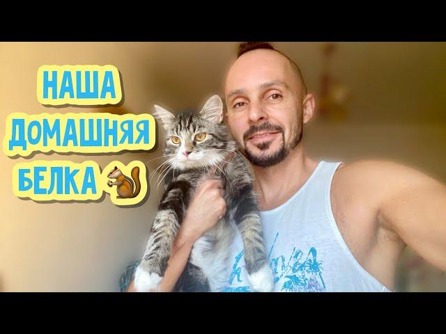 Кот Персик - наша домашняя белка ️ || Котики пробуют куриную грудку