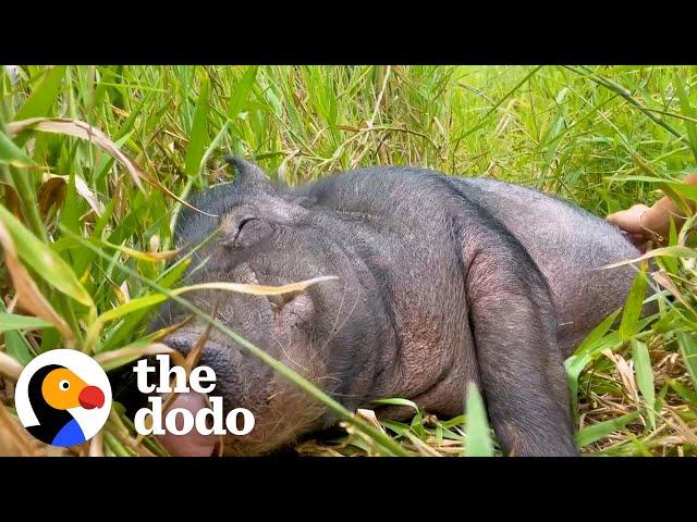 Wild Boar Who Couldn’t Move For A Week Demands Belly Rubs Now | The Dodo Comeback Kids