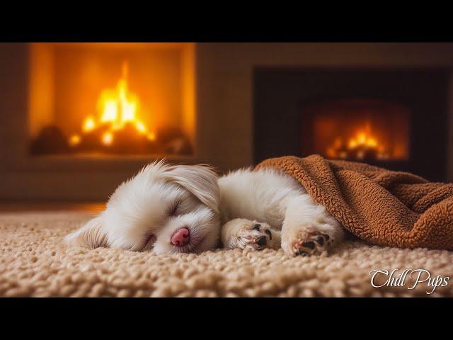 Dog Sleep Music  Music Helps Dogs Relax - Music Helps Reduce Separation Anxiety In Dogs At Home 