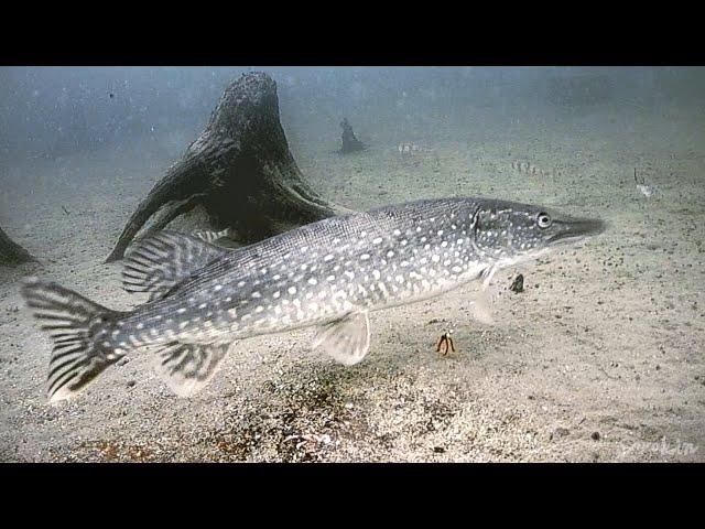 КРУПНАЯ ЩУКА МАМКА НАД ЗАТОПЛЕННЫМ ЛЕСОМ! Рыбалка на мормышку