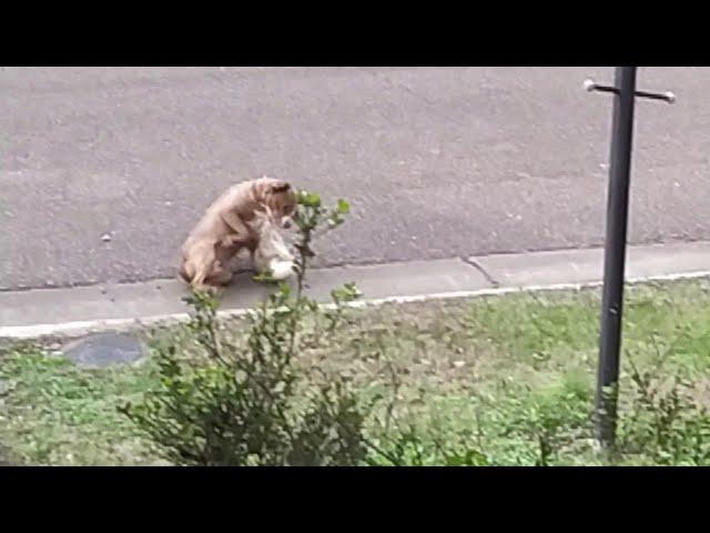 Pitbull Attacks Cat in Front of my House