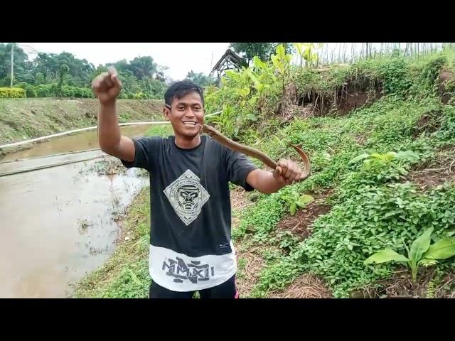 MANCING BELUT DI SPOT IRIGASI