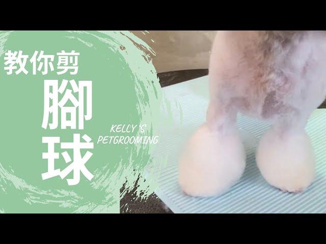 教你剪腳球｜凱莉老師 Groomer Kelly｜寵物美容教學｜How to trim the pompom feet