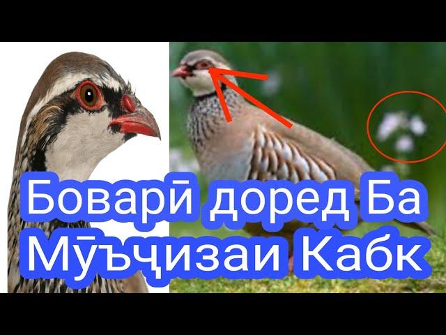 Ҳатман бинед Кабк ҳо чӣ кор карданд як мӯъҷиза