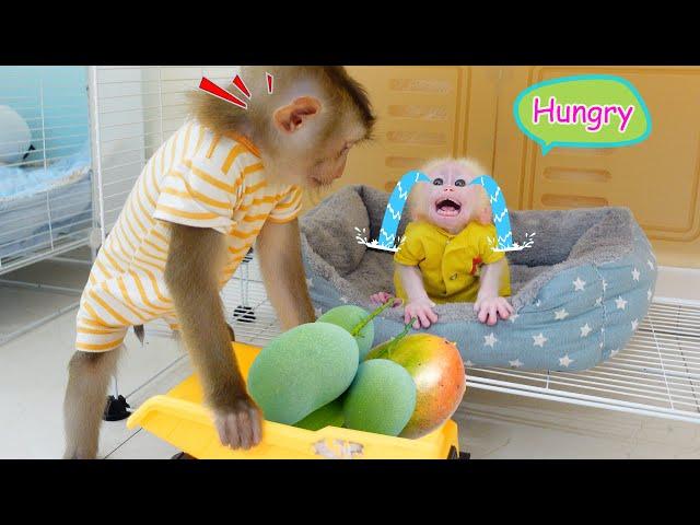 Pupu Pampers Baby Monkey Poki when he asks for a Mango