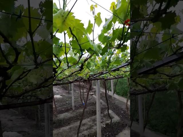  beautiful grape #shorts #grapefruit #vine #grapegarden