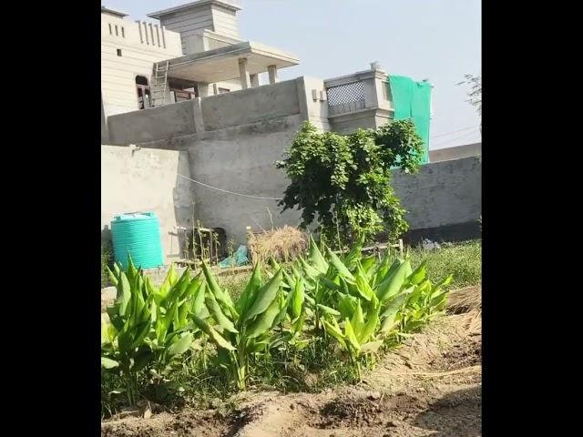 My Home garden
