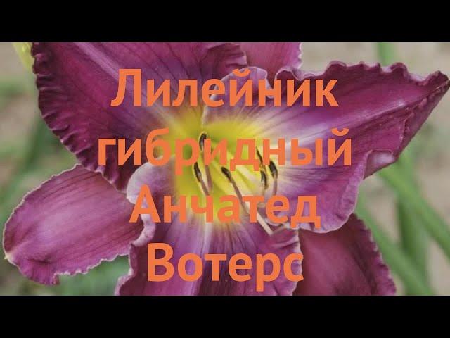 Лилейник гибридный Анчатед Вотерс  обзор: как сажать, саженцы лилейника Анчатед Вотерс