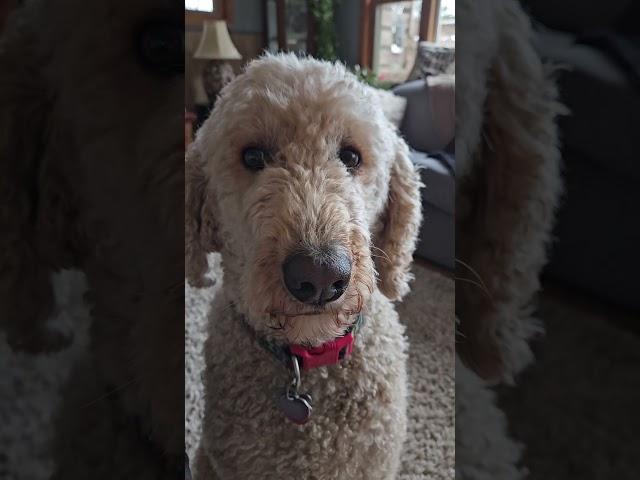 Artie's walk time ‍️#standardpoodle ##poodle #dogs #spoo #walk