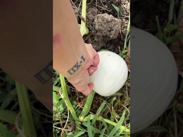 How to Tell When to Pick Pumpkins 