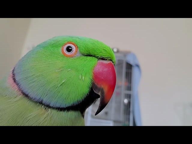 Indian Ringneck Parrots playing