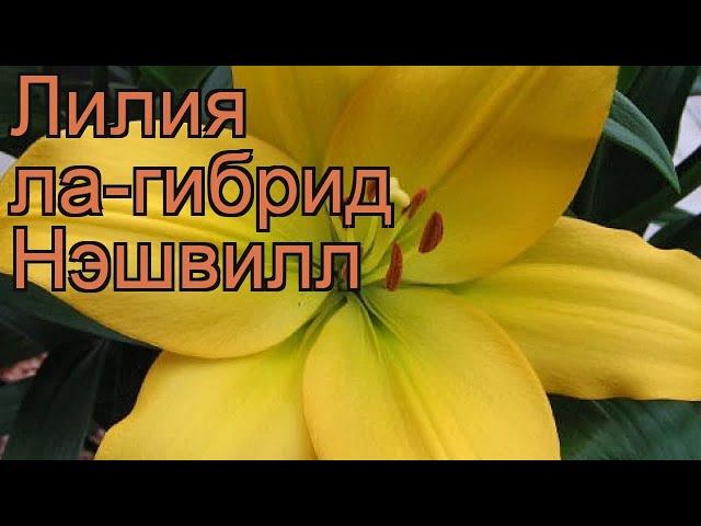 Лилия ла-гибрид Нэшвилл (lilium)  ла-гибрид лилия Нэшвилл обзор: как сажать, луковицы лилии Нэшвилл