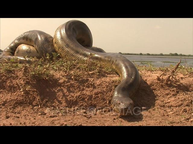 Amazon: Crawling Anaconda